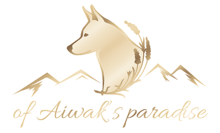 Chovatelská stanice bílých švýcarských ovčáků Aiwak's paradise
